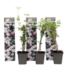 Brico Planten-Jasminoides Officinale - Set Van 3 - Wit - Jasmijn - Pot 9Cm - Hoogte 25-40Cm