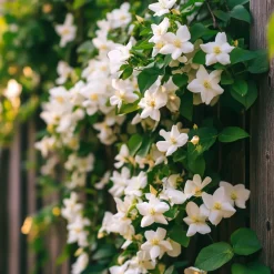 Brico Planten-Jasminoides Officinale - Set Van 3 - Wit - Jasmijn - Pot 9Cm - Hoogte 25-40Cm