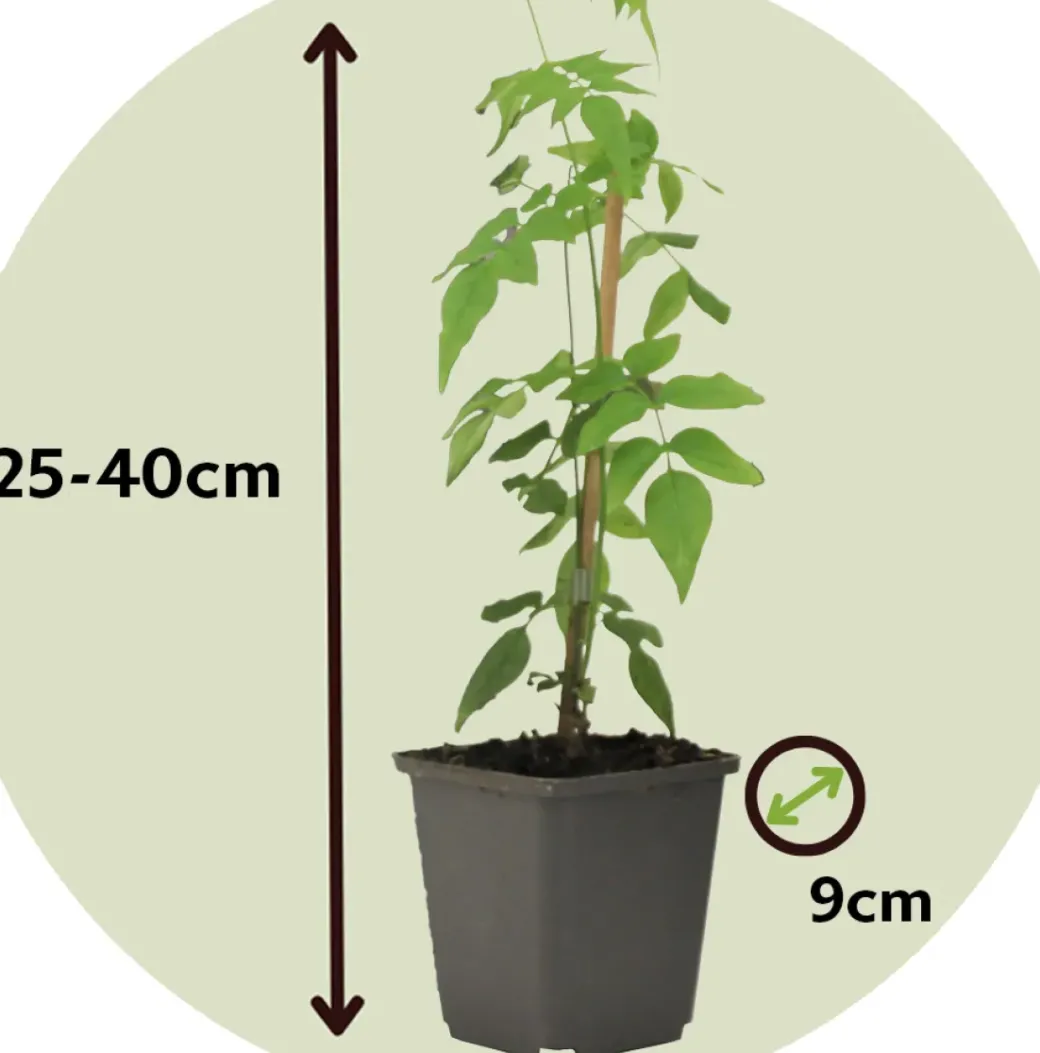 Brico Planten-Jasminoides Officinale - Set Van 3 - Wit - Jasmijn - Pot 9Cm - Hoogte 25-40Cm