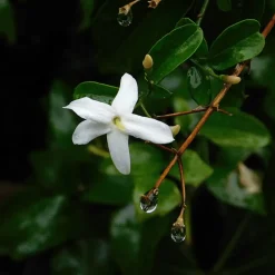 Brico Planten-Jasminoides Officinale - Set Van 3 - Wit - Jasmijn - Pot 9Cm - Hoogte 25-40Cm