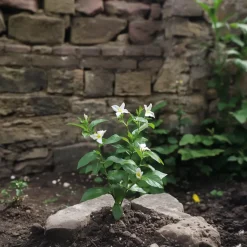 Brico Planten-Jasminoides Officinale - Set Van 3 - Wit - Jasmijn - Pot 9Cm - Hoogte 25-40Cm