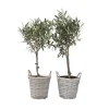 Brico Planten-Olea Europaea - Set Van 2 - Olijfboom Stam In Mand - Pot 14Cm - Hoogte 45-55Cm