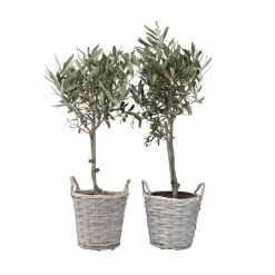 Brico Planten-Olea Europaea - Set Van 2 - Olijfboom Stam In Mand - Pot 14Cm - Hoogte 45-55Cm