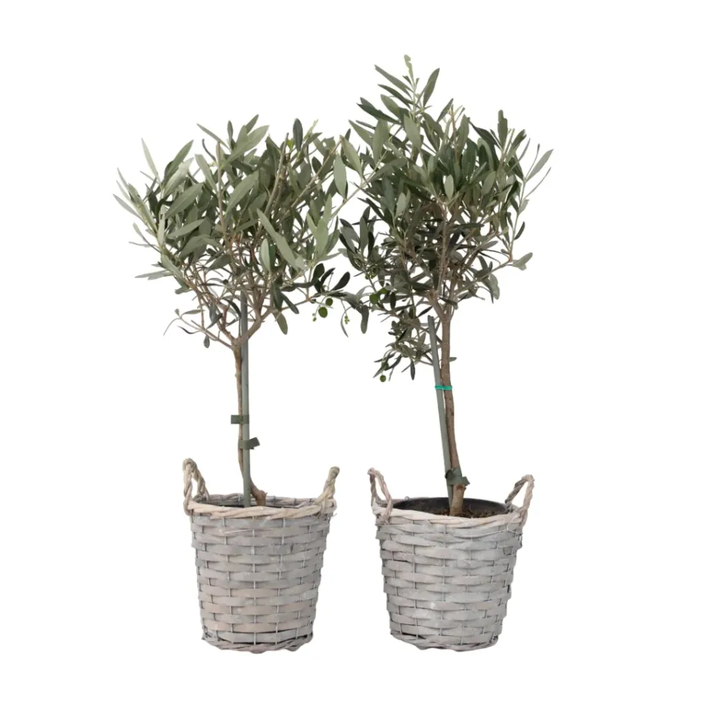 Brico Planten-Olea Europaea - Set Van 2 - Olijfboom Stam In Mand - Pot 14Cm - Hoogte 45-55Cm