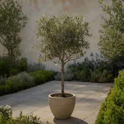Brico Planten-Olea Europaea - Set Van 2 - Olijfboom Stam In Mand - Pot 14Cm - Hoogte 45-55Cm