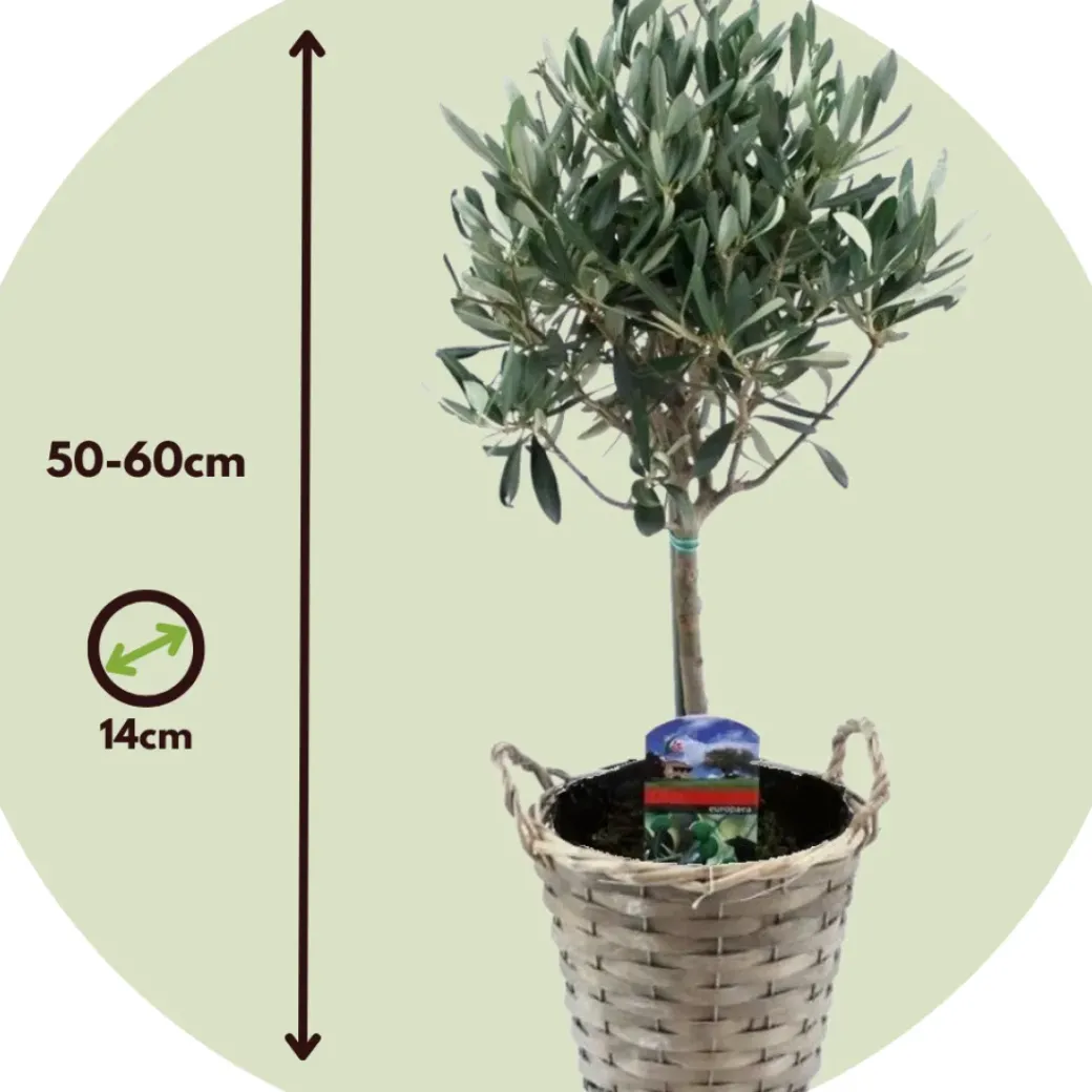 Brico Planten-Olea Europaea - Set Van 2 - Olijfboom Stam In Mand - Pot 14Cm - Hoogte 45-55Cm