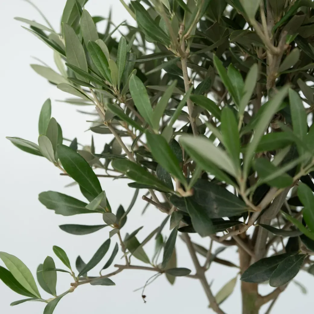 Brico Planten-Olea Europaea - Set Van 2 - Olijfboom Stam In Mand - Pot 14Cm - Hoogte 45-55Cm