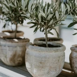 Brico Planten-Olea Europaea - Set Van 2 - Olijfboom Stam In Mand - Pot 14Cm - Hoogte 45-55Cm