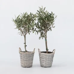 Brico Planten-Olea Europaea - Set Van 2 - Olijfboom Stam In Mand - Pot 14Cm - Hoogte 45-55Cm