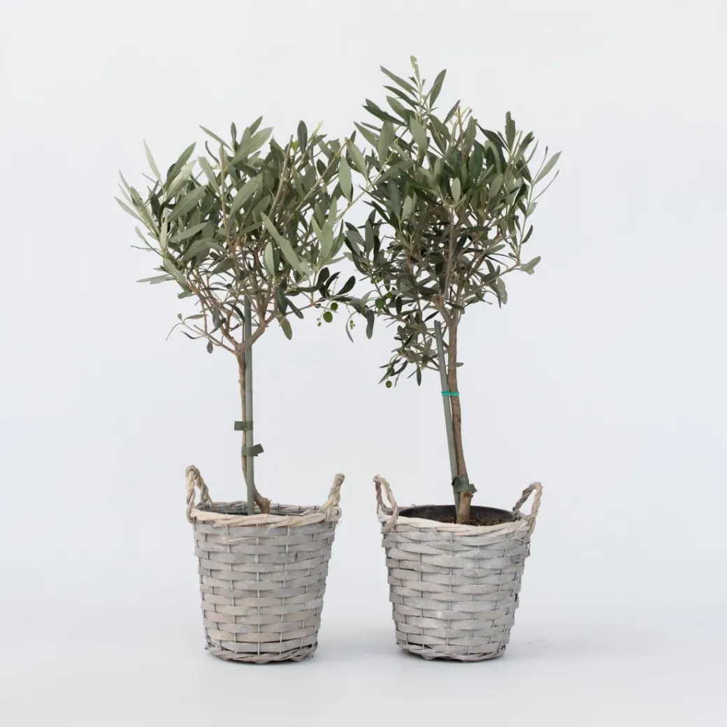 Brico Planten-Olea Europaea - Set Van 2 - Olijfboom Stam In Mand - Pot 14Cm - Hoogte 45-55Cm