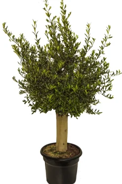 Brico Planten-Olijfboom (Olea) Stamomtrek Ca. 30-40Cm 40L 175Cm