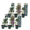 Brico Planten-Passiflora - Mix Van 6 - Klimplant - Pot 9Cm - Hoogte 25-40Cm