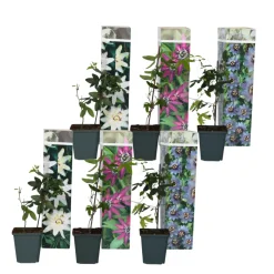 Brico Planten-Passiflora - Mix Van 6 - Klimplant - Pot 9Cm - Hoogte 25-40Cm