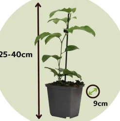 Brico Planten-Passiflora - Mix Van 6 - Klimplant - Pot 9Cm - Hoogte 25-40Cm