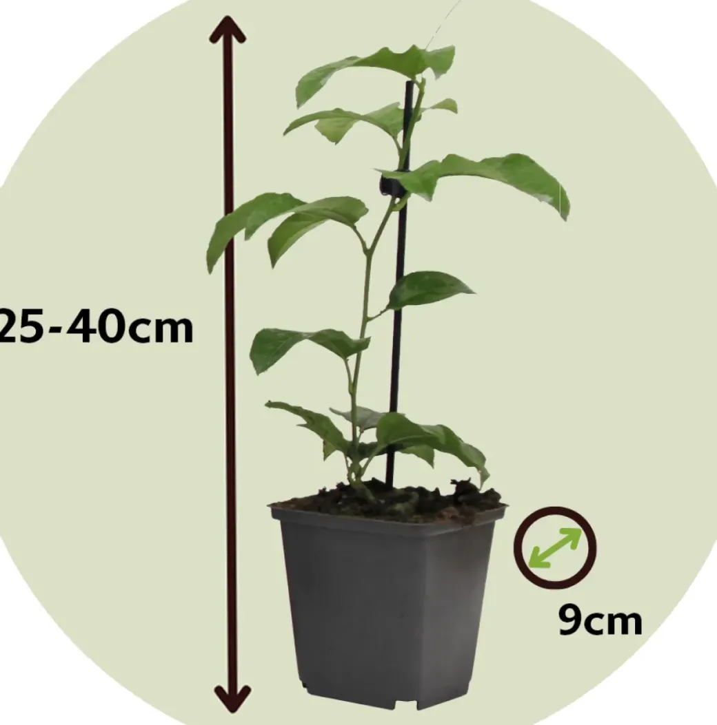 Brico Planten-Passiflora - Mix Van 6 - Klimplant - Pot 9Cm - Hoogte 25-40Cm