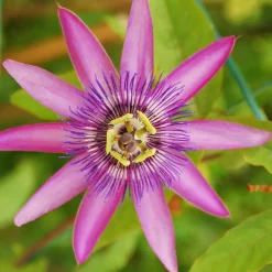 Brico Planten-Passiflora - Mix Van 6 - Klimplant - Pot 9Cm - Hoogte 25-40Cm