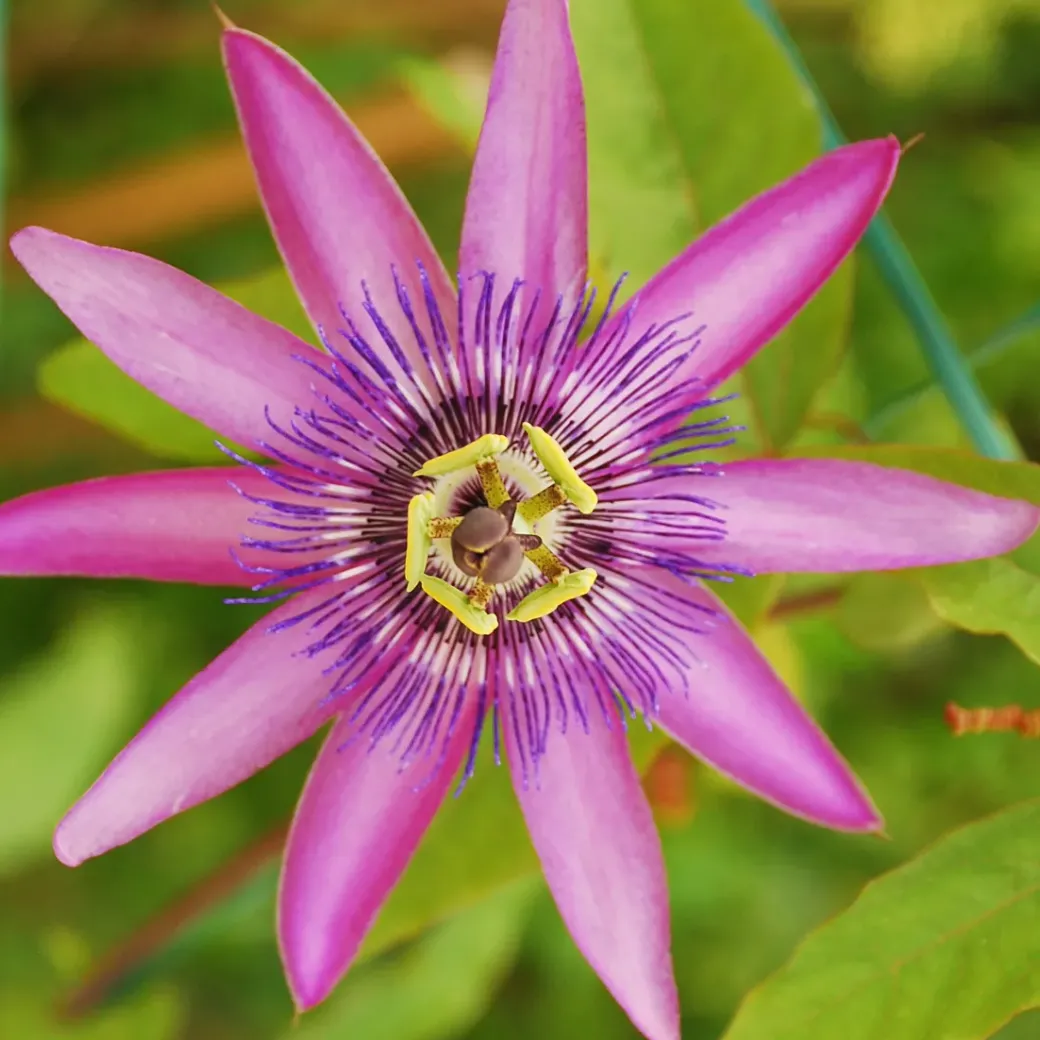 Brico Planten-Passiflora - Mix Van 6 - Klimplant - Pot 9Cm - Hoogte 25-40Cm