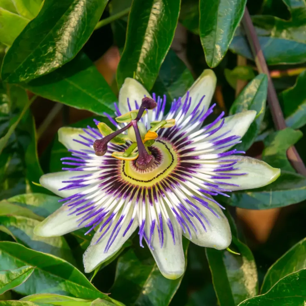 Brico Planten-Passiflora - Mix Van 6 - Klimplant - Pot 9Cm - Hoogte 25-40Cm