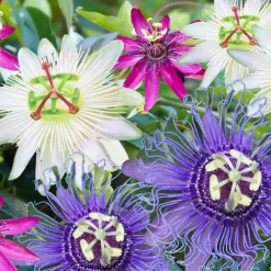 Brico Planten-Passiflora - Mix Van 6 - Klimplant - Pot 9Cm - Hoogte 25-40Cm