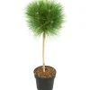 Brico Planten-Pinus Summer Breeze - Dwergden - Pot 24Cm - Hoogte 70-80Cm