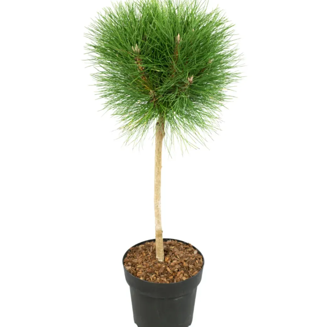 Brico Planten-Pinus Summer Breeze - Dwergden - Pot 24Cm - Hoogte 70-80Cm