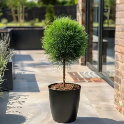 Brico Planten-Pinus Summer Breeze - Dwergden - Pot 24Cm - Hoogte 70-80Cm