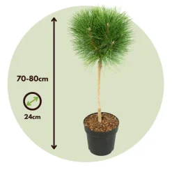Brico Planten-Pinus Summer Breeze - Dwergden - Pot 24Cm - Hoogte 70-80Cm