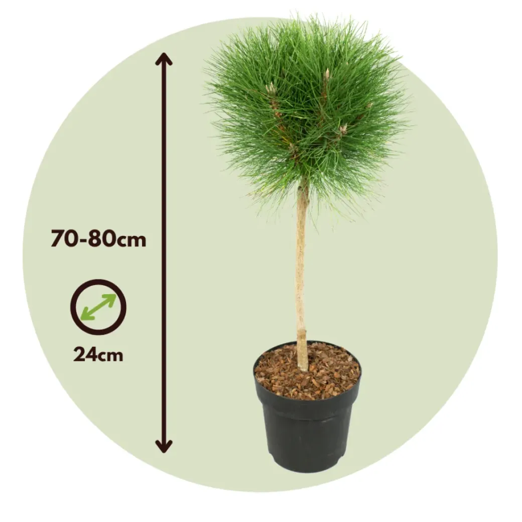 Brico Planten-Pinus Summer Breeze - Dwergden - Pot 24Cm - Hoogte 70-80Cm