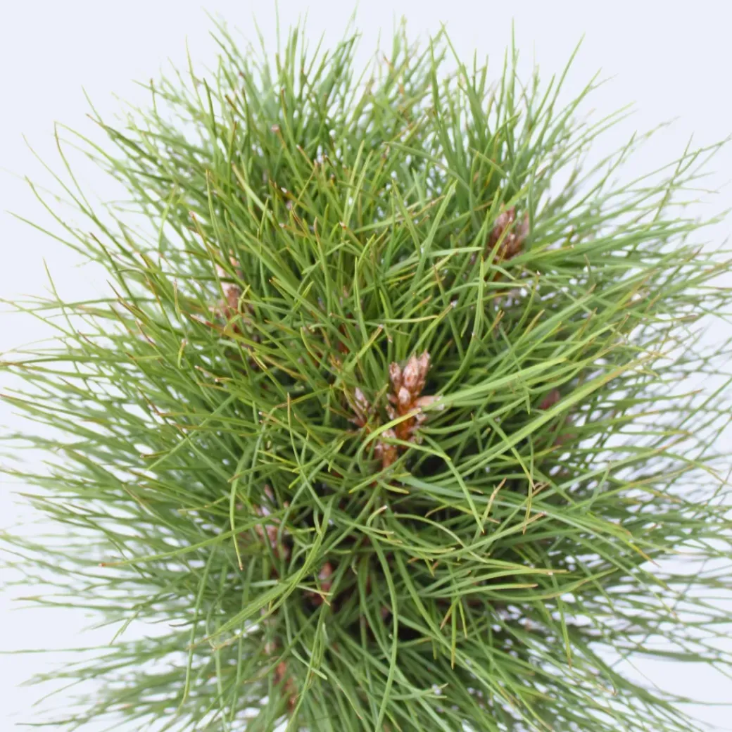 Brico Planten-Pinus Summer Breeze - Dwergden - Pot 24Cm - Hoogte 70-80Cm
