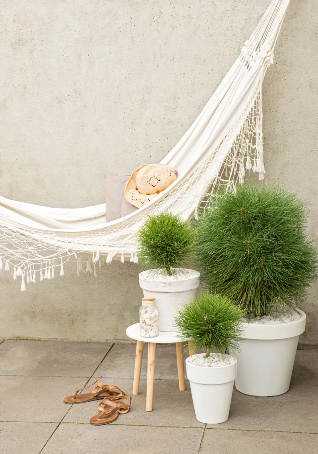 Brico Planten-Pinus Summer Breeze - Dwergden - Pot 24Cm - Hoogte 70-80Cm