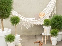 Brico Planten-Pinus Summer Breeze - Dwergden - Pot 24Cm - Hoogte 70-80Cm