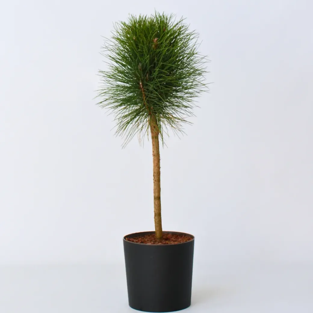 Brico Planten-Pinus Summer Breeze - Dwergden - Pot 24Cm - Hoogte 70-80Cm
