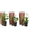 Brico Planten-Rubus 'Tayberry' - Set Van 3 - Tuinplant - Braamboos - Pot 9Cm - Hoogte 25-40Cm
