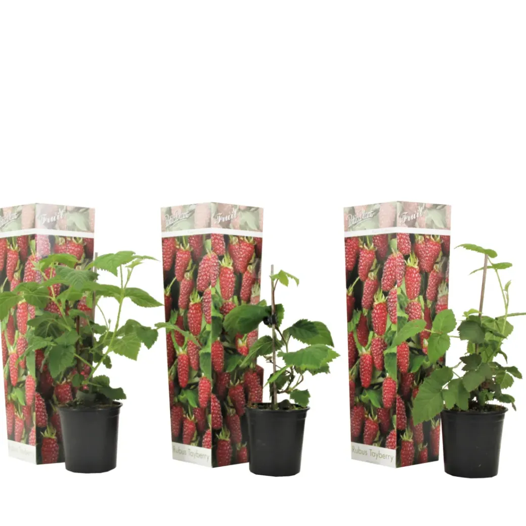 Brico Planten-Rubus 'Tayberry' - Set Van 3 - Tuinplant - Braamboos - Pot 9Cm - Hoogte 25-40Cm