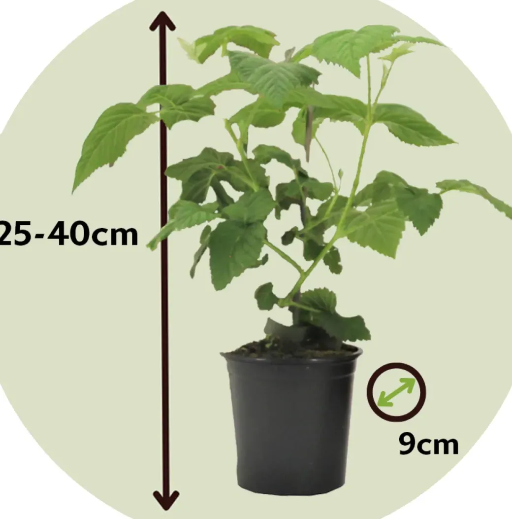 Brico Planten-Rubus 'Tayberry' - Set Van 3 - Tuinplant - Braamboos - Pot 9Cm - Hoogte 25-40Cm