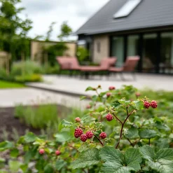 Brico Planten-Rubus 'Tayberry' - Set Van 3 - Tuinplant - Braamboos - Pot 9Cm - Hoogte 25-40Cm