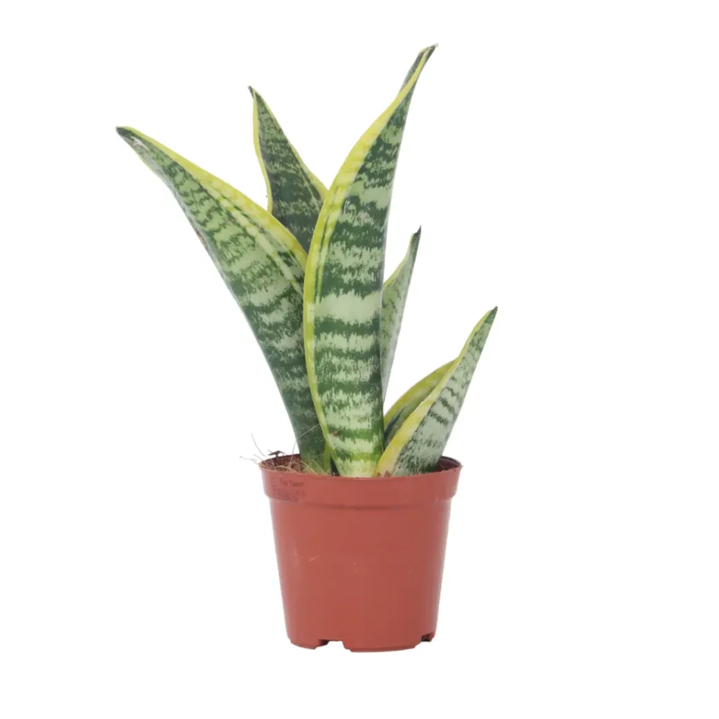 Brico Planten-Sansevieria Laurentii - Set Van 4 - Vrouwentong - Pot 12Cm - Hoogte 30-40Cm