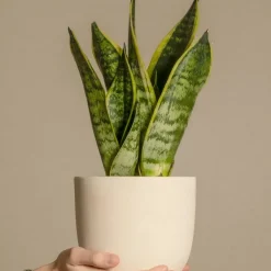 Brico Planten-Sansevieria Laurentii - Set Van 4 - Vrouwentong - Pot 12Cm - Hoogte 30-40Cm