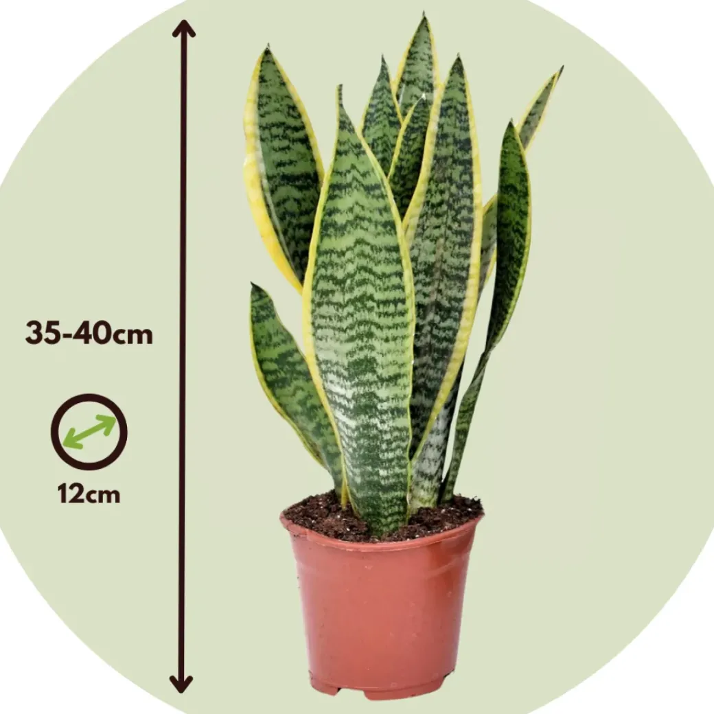 Brico Planten-Sansevieria Laurentii - Set Van 4 - Vrouwentong - Pot 12Cm - Hoogte 30-40Cm