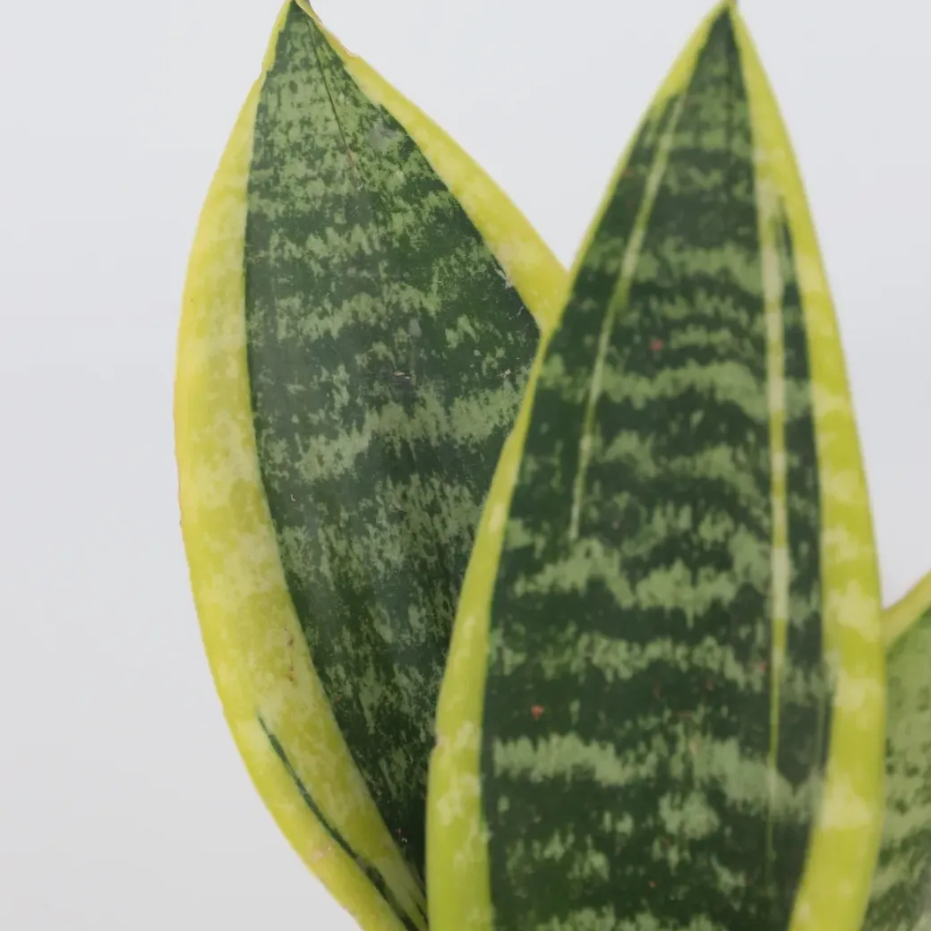 Brico Planten-Sansevieria Laurentii - Set Van 4 - Vrouwentong - Pot 12Cm - Hoogte 30-40Cm
