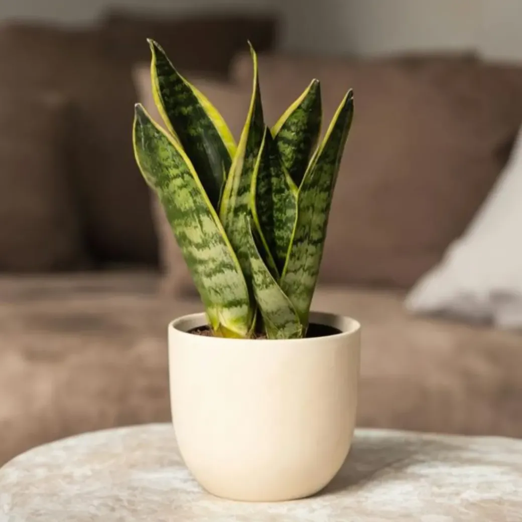 Brico Planten-Sansevieria Laurentii - Set Van 4 - Vrouwentong - Pot 12Cm - Hoogte 30-40Cm