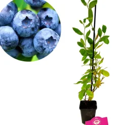 Brico Planten-Schramas.Com Blauwe Bes Vaccinium Corymbosum Blue Crop + Pot 9Cm