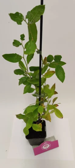 Brico Planten-Schramas.Com Blauwe Bes Vaccinium Corymbosum Blue Crop + Pot 9Cm