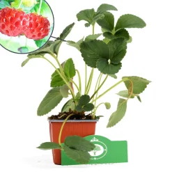 Brico Planten-Schramas.Com Framboos-Aardbei Fragaria Ananassa Framberry + Pot 9Cm 3 Stuks