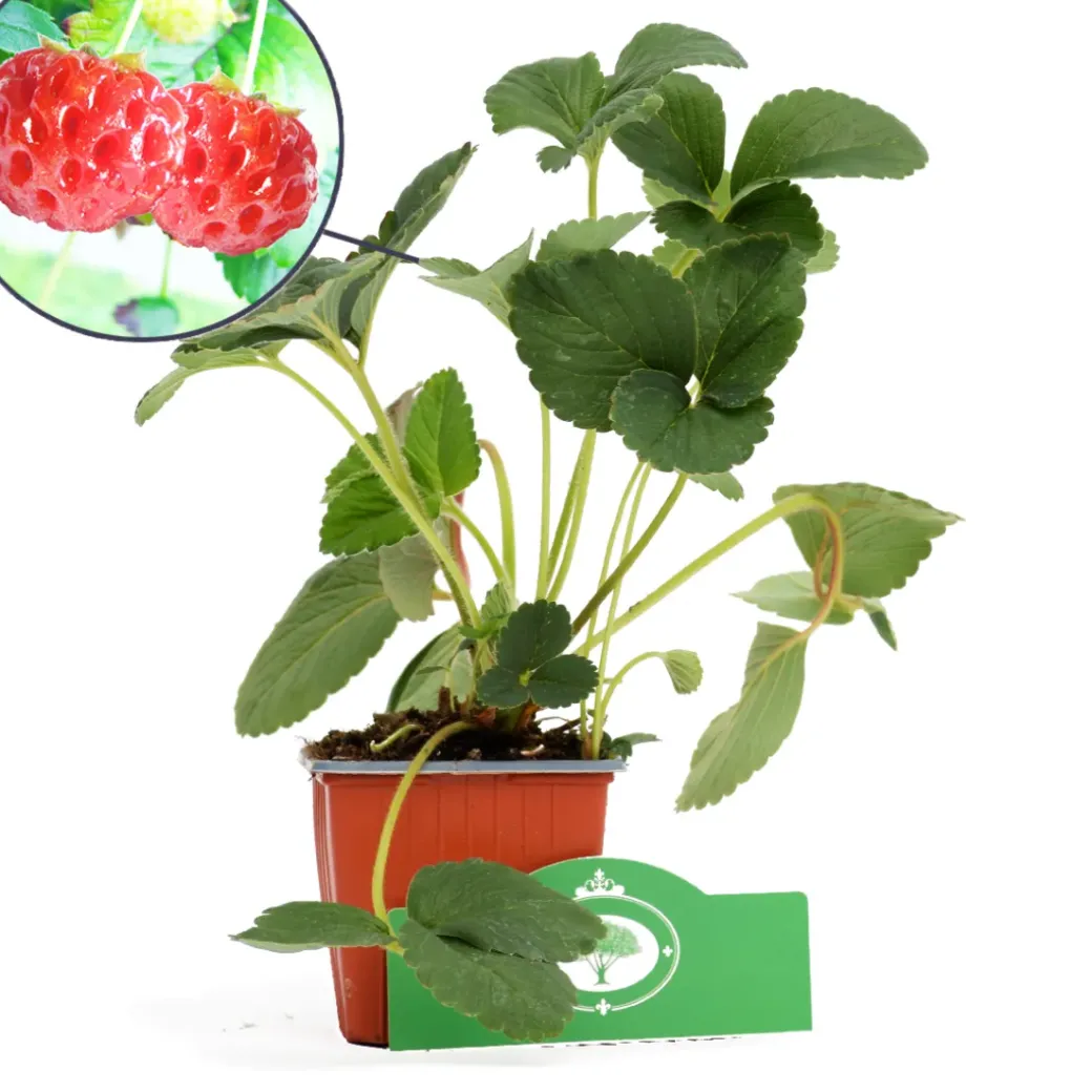 Brico Planten-Schramas.Com Framboos-Aardbei Fragaria Ananassa Framberry + Pot 9Cm 3 Stuks