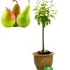 Brico Planten-Schramas.Com Perenboom Pyrus Communis Trio Peer Drie Soorten Aan Een Boom + Pot 19Cm