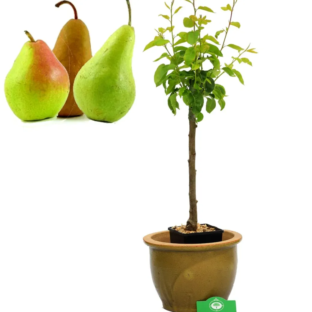 Brico Planten-Schramas.Com Perenboom Pyrus Communis Trio Peer Drie Soorten Aan Een Boom + Pot 19Cm