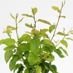 Brico Planten-Schramas.Com Perenboom Pyrus Communis Trio Peer Drie Soorten Aan Een Boom + Pot 19Cm