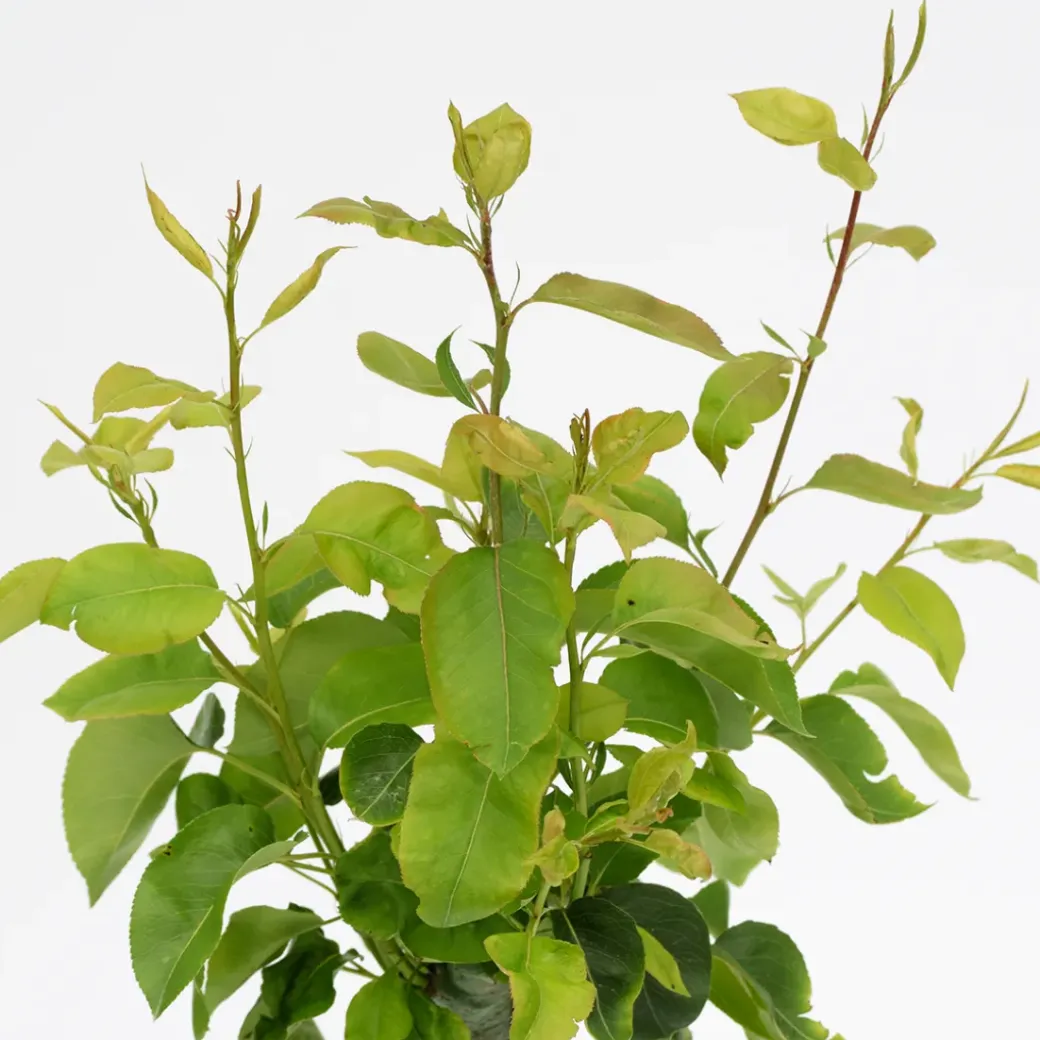 Brico Planten-Schramas.Com Perenboom Pyrus Communis Trio Peer Drie Soorten Aan Een Boom + Pot 19Cm