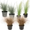 Brico Planten-Siergrassenpakket - Set Van 6 - Pot 10.5Cm - Hoogte 15-25Cm